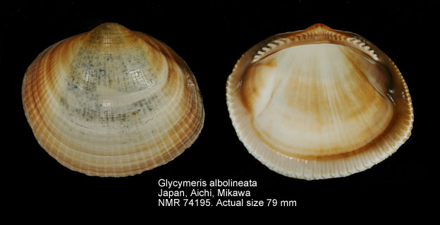 Glycymeris albolineata.jpg - Glycymeris albolineata(Lischke,1872)